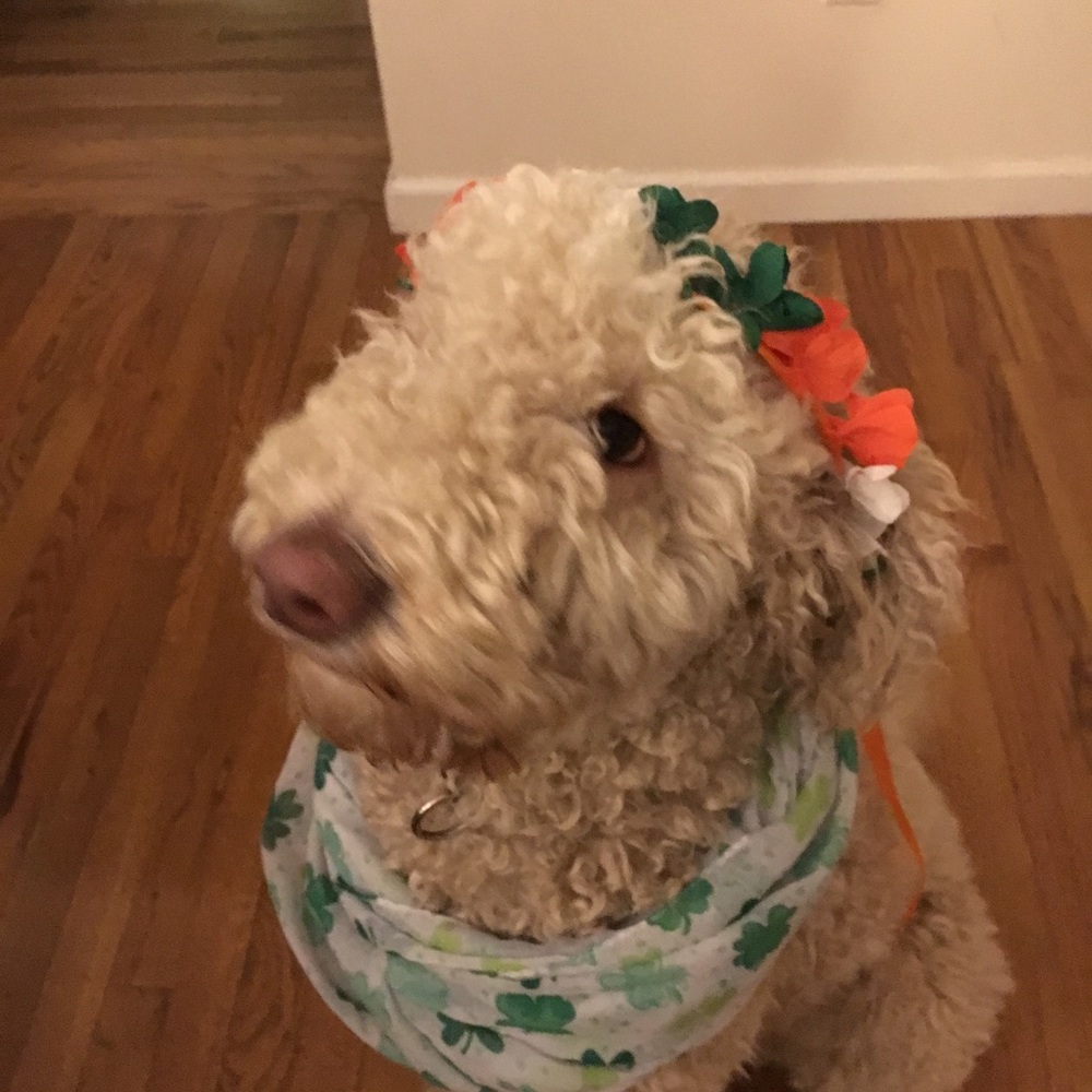 Meet your Posher, Brandi